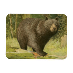 Imán Oso negro pisando un tronco de árbol