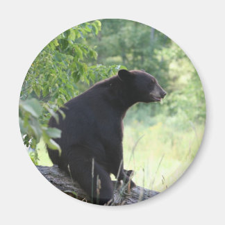 Imán oso negro sentado en un árbol