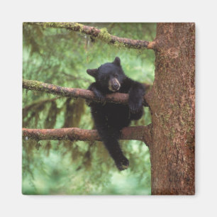 Imán oso negro, Ursus americanus, cría en un árbol