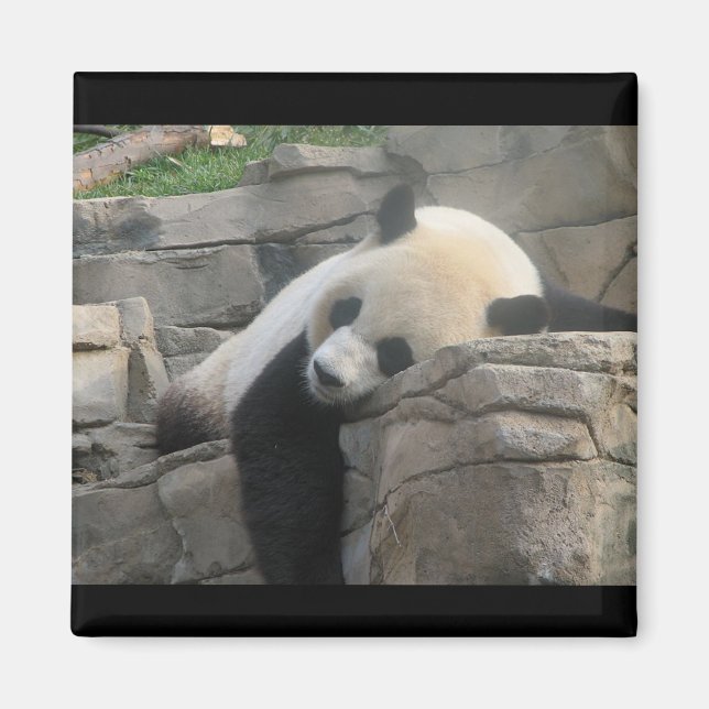 Imán Oso panda (Frente)