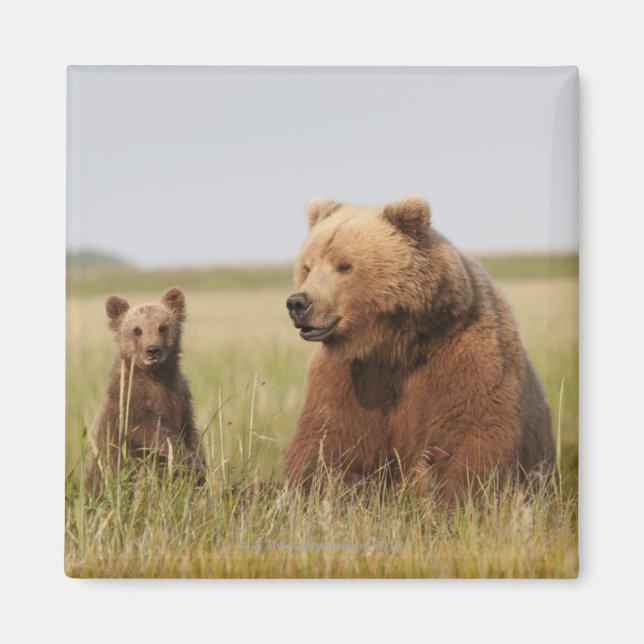 Imán Oso pardo con cubo (Frente)