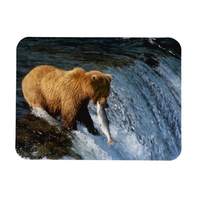 Imán Oso Pardo de Alaska atrapando salmón en Brooks (Horizontal)
