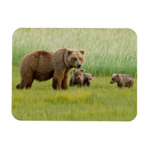 Imán Oso Pardo de Alaska con Crías en una Pradera