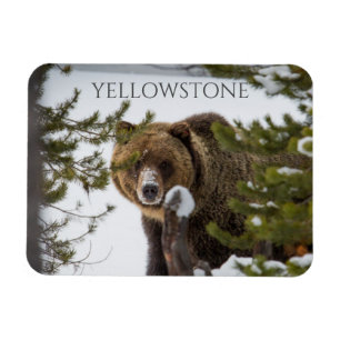 Imán Oso pardo en nieve, Parque Nacional Yellowstone