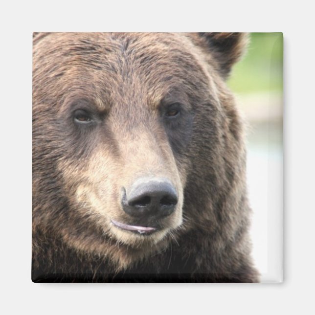 Imán Oso Pardo Grizzly (Frente)