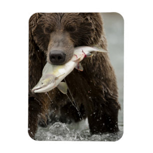 Imán Oso pardo, o oso grizzly costero, Ursus