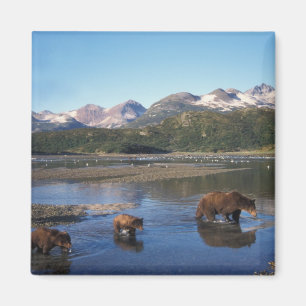 Imán Oso pardo, oso grizzly, cerda y crías en