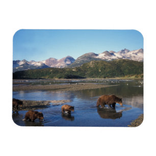Imán Oso pardo, oso grizzly, cerda y crías en