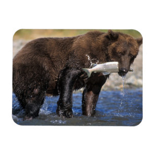 Imán Oso pardo, oso grizzly, con captura de salmón,