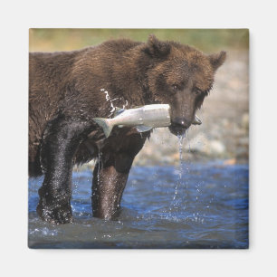 Imán Oso pardo, oso grizzly, con captura de salmón,