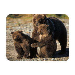 Imán Oso pardo, oso grizzly, osa con crías en la costa