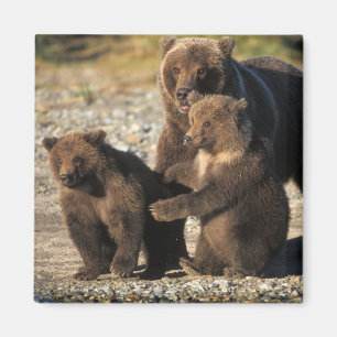 Imán Oso pardo, oso grizzly, osa con crías en la costa