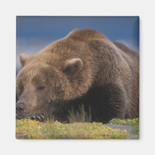 Imán Oso pardo, oso grizzly, tomando una siesta, Katmai
