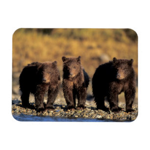 Imán Oso pardo, oso marrón, crías, Katmai Nacional