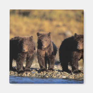 Imán Oso pardo, oso pardo, cachorros, Katmai National