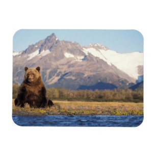 Imán oso pardo, Ursus arctos, oso grizzly, Ursus