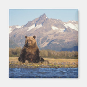 Imán oso pardo, Ursus arctos, oso grizzly, Ursus