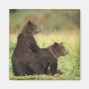 Imán oso pardo, Ursus arctos, oso grizzly, Ursus 2
