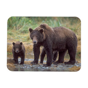 Imán oso pardo, Ursus arctos, oso grizzly, Ursus 3