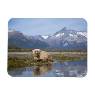 Imán oso pardo, Ursus arctos, oso grizzly, Ursus 4