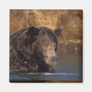 Imán oso pardo, Ursus arctos, oso grizzly, Ursus 5