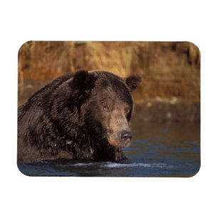 Imán oso pardo, Ursus arctos, oso grizzly, Ursus 5