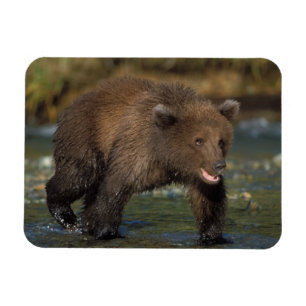 Imán oso pardo, Ursus arctos, oso grizzly, Ursus 6