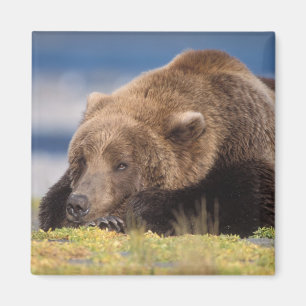 Imán oso pardo, Ursus arctos, oso grizzly, Ursus 8