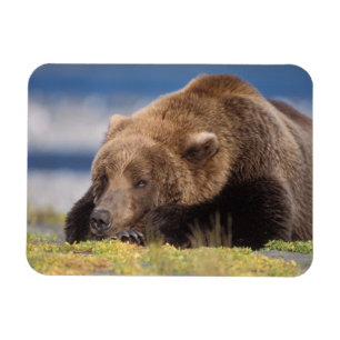 Imán oso pardo, Ursus arctos, oso grizzly, Ursus 8