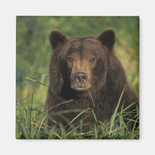 Imán oso pardo, Ursus arctos, oso grizzly, Ursus 9