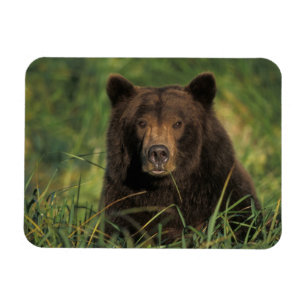 Imán oso pardo, Ursus arctos, oso grizzly, Ursus 9