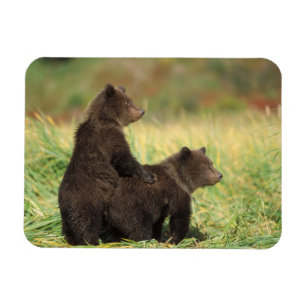 Imán oso pardo, Ursus arctos, oso pardo, Ursus 2