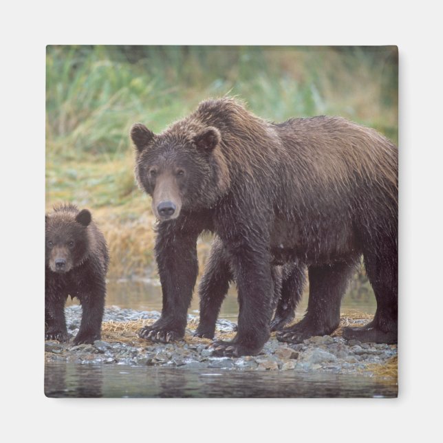 Imán oso pardo, Ursus arctos, oso pardo, Ursus 3 (Frente)