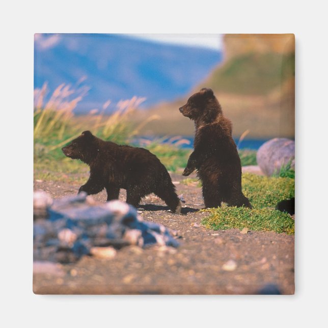 Imán Oso pardo, Ursus arctos, Península de Alaska, (Frente)