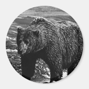 Imán Oso pardo vintage USA Alaska