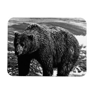 Imán Oso pardo vintage USA Alaska 1970
