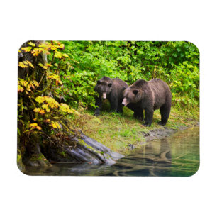 Imán Oso Pardo y Cachorro   Hyder, Alaska
