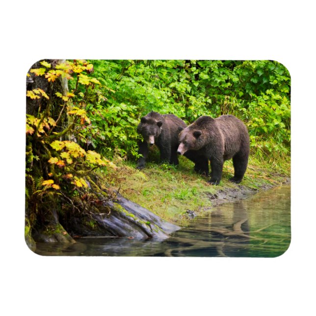 Imán Oso Pardo y Cachorro | Hyder, Alaska (Horizontal)
