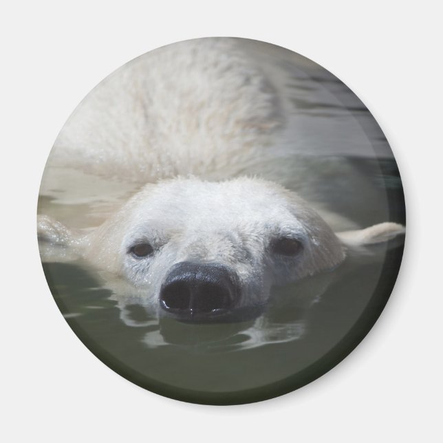 Imán Oso Polar (Frente)