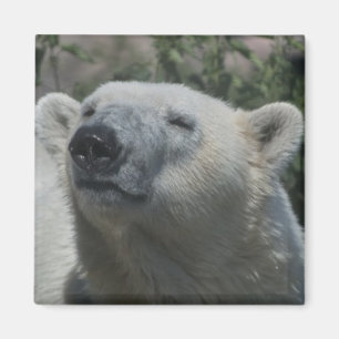 Imán Oso Polar
