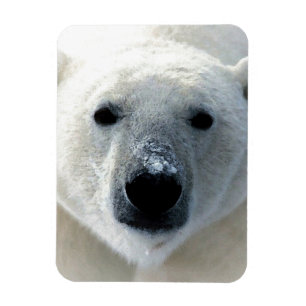 Imán Oso Polar