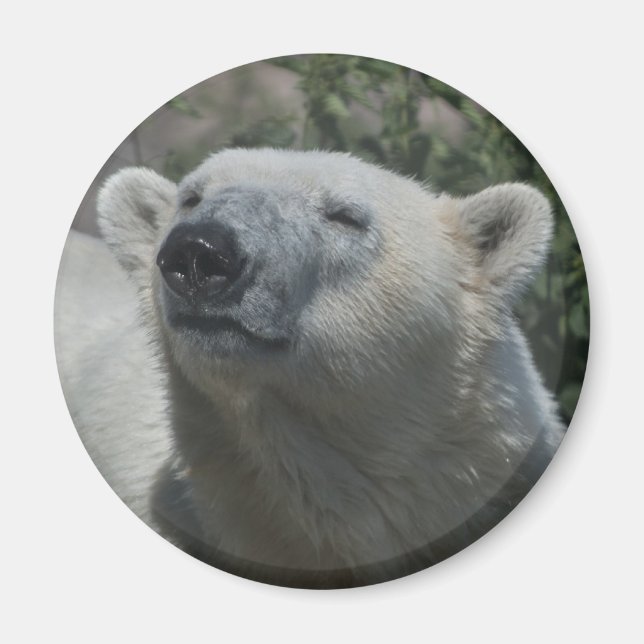 Imán Oso Polar (Frente)