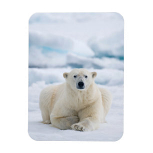 Imán Oso polar adulto en el hielo del verano