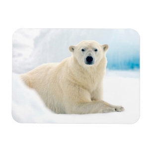 Imán Oso polar adulto gran verraco en el hielo de veran