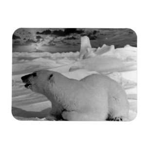 Imán Oso polar Alaska de los Estados Unidos de América 