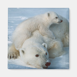 Imán Oso_polar_con_cub Amantes del oso