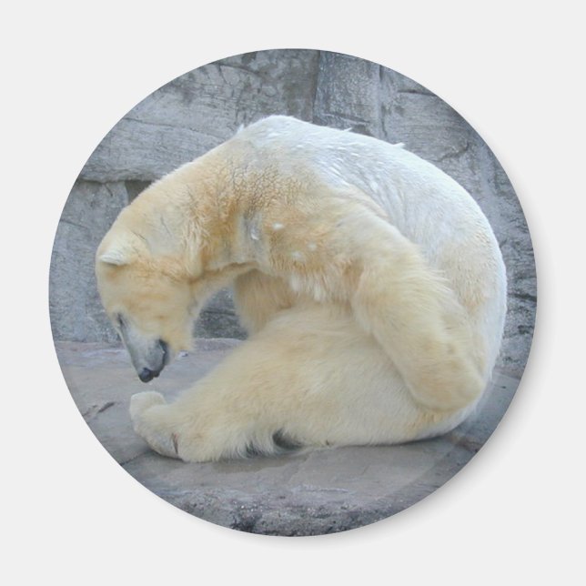 Imán Oso Polar de Doing (Frente)