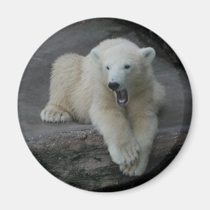 Imán Oso polar de Yawning