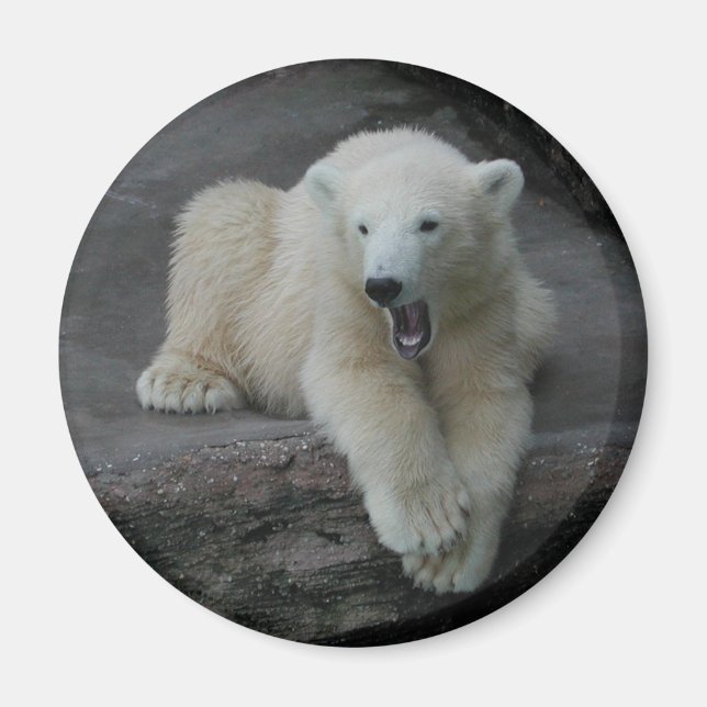 Imán Oso polar de Yawning (Frente)