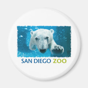 Imán Oso polar del parque zoológico de San Diego